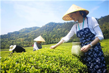 采茶 采茶