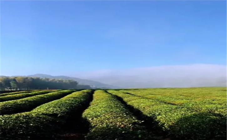 杭州径山竹茶园