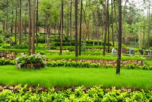 径山竹茶园墓地 径山竹茶园墓地