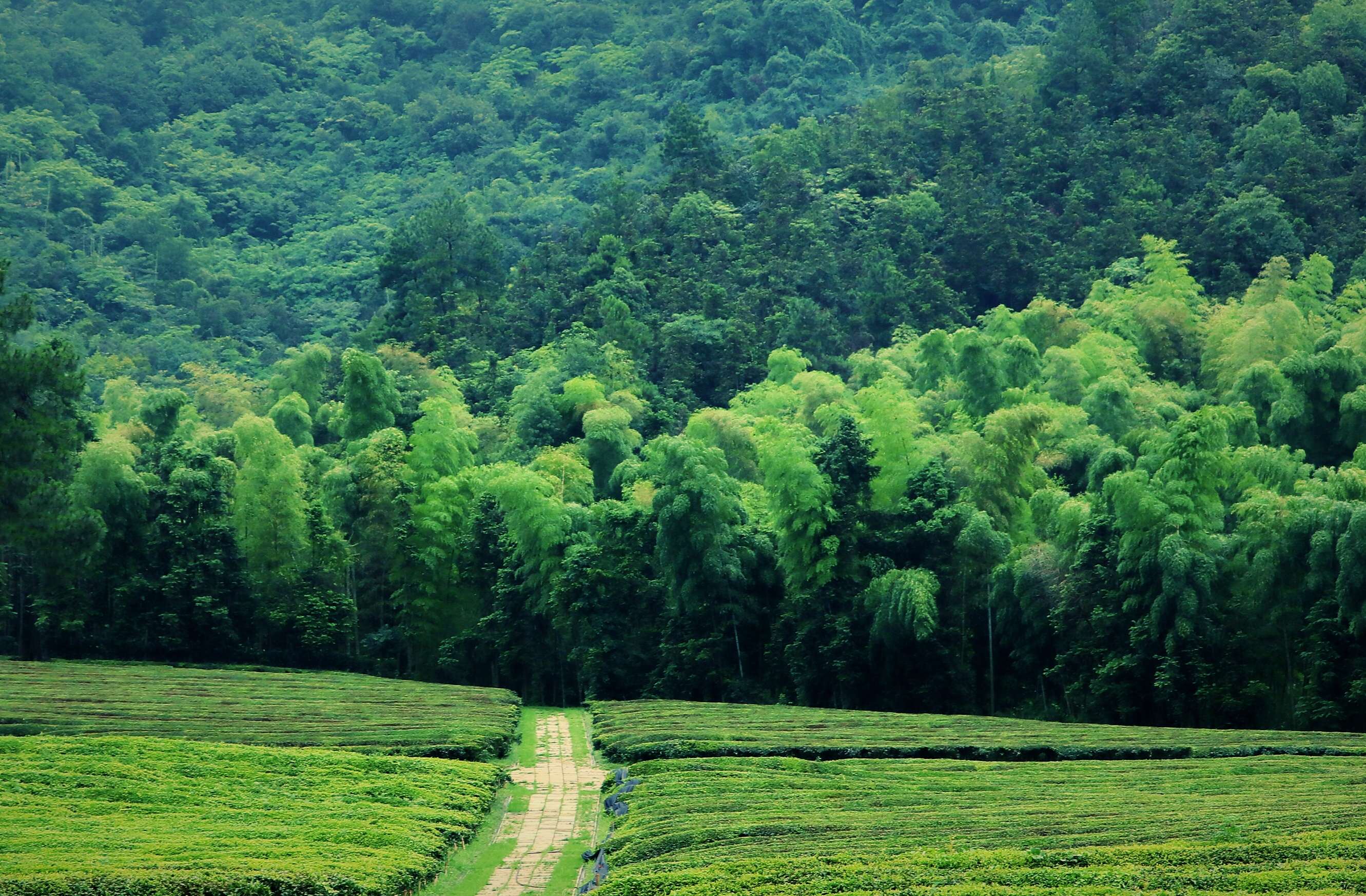 杭州径山竹茶书院 杭州径山竹茶书院